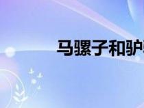 馬騾子和驢騾子的區(qū)別（馬騾）