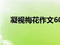 凝視梅花作文600字(梅花作文600字) 凝視梅花作文600字(梅花作文600字)
