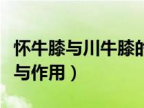 懷牛膝與川牛膝的功效與作用（川牛膝的功效與作用）