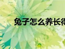 兔子怎么養(yǎng)長(zhǎng)得快又肥(兔子怎么養(yǎng)) 兔子怎么養(yǎng)長(zhǎng)得快又肥(兔子怎么養(yǎng))