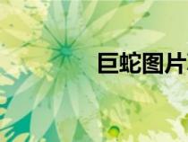 巨蛇圖片真實（巨蛇圖片）