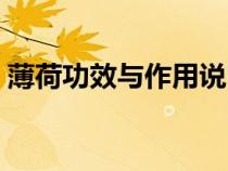 薄荷功效與作用說明（薄荷的功效與副作用）