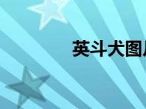 英斗犬圖片 價(jià)格（英斗犬）