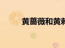黃薔薇和黃刺玫的區(qū)別（黃薔薇）