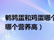 鵪鶉蛋和雞蛋哪個(gè)營養(yǎng)價(jià)值高(鵪鶉蛋和雞蛋哪個(gè)營養(yǎng)高) 鵪鶉蛋和雞蛋哪個(gè)營養(yǎng)價(jià)值高(鵪鶉蛋和雞蛋哪個(gè)營養(yǎng)高)