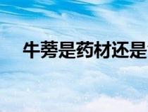 牛蒡是藥材還是食材（牛蒡是什么植物）