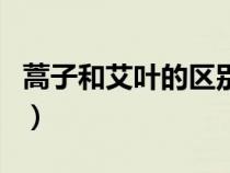 蒿子和艾葉的區(qū)別在哪里（蒿子和艾葉的區(qū)別）