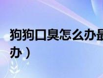 狗狗口臭怎么辦最簡(jiǎn)單的方法（貓咪口臭怎么辦）