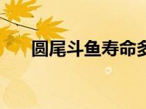 圓尾斗魚壽命多少年（圓尾斗魚壽命）