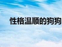 性格溫順的狗狗品種（溫順母狗容易弄）