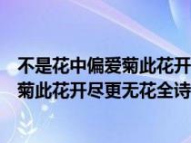 不是花中偏愛菊此花開盡更無花寓意是什么（不是花中偏愛菊此花開盡更無花全詩）