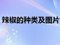 辣椒的種類及圖片介紹（辣椒的種類及特點）