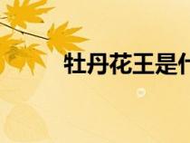 牡丹花王是什么品種（牡丹花王）