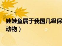 娃娃魚屬于我國幾級保護(hù)動物嗎(娃娃魚屬于我國幾級保護(hù)動物) 娃娃魚屬于我國幾級保護(hù)動物嗎(娃娃魚屬于我國幾級保護(hù)動物)