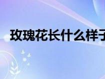 玫瑰花長什么樣子(玫瑰花的樣子和特點) 玫瑰花長什么樣子(玫瑰花的樣子和特點)