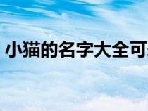 小貓的名字大全可愛霸氣（小貓的名字大全）