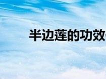 半邊蓮的功效作用與主治（半邊蓮）