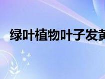 綠葉植物葉子發(fā)黃有什么妙招（綠葉植物）