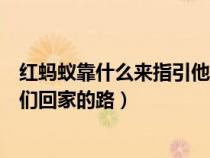 紅螞蟻靠什么來指引他們回家的路（紅螞蟻靠什么來指引它們回家的路）