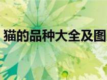 貓的品種大全及圖片金漸層（貓的品種大全）