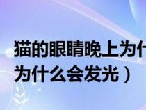 貓的眼睛晚上為什么會發(fā)光呢（貓的眼睛晚上為什么會發(fā)光）