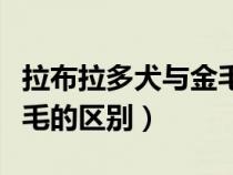 拉布拉多犬與金毛犬的區(qū)別（拉布拉多犬和金毛的區(qū)別）