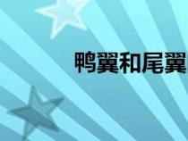 鴨翼和尾翼的區(qū)別圖片（鴨翼）