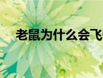 老鼠為什么會(huì)飛仙丹（老鼠為什么會(huì)飛）