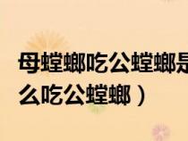 母螳螂吃公螳螂是為什么不反抗（母螳螂為什么吃公螳螂）