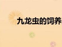 九龍蟲的飼養(yǎng)條件（九龍蟲的飼養(yǎng)）