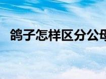 鴿子怎樣區(qū)分公母?。澴釉鯓訁^(qū)分公母）