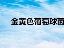 金黃色葡萄球菌感染癥狀（金黃色rgb）