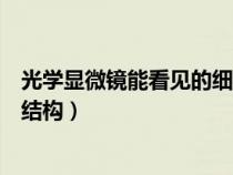 光學(xué)顯微鏡能看見的細(xì)胞結(jié)構(gòu)(光學(xué)顯微鏡下能看到的細(xì)胞結(jié)構(gòu)) 光學(xué)顯微鏡能看見的細(xì)胞結(jié)構(gòu)(光學(xué)顯微鏡下能看到的細(xì)胞結(jié)構(gòu))