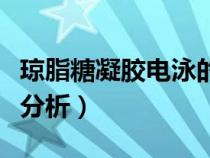 瓊脂糖凝膠電泳的結(jié)果（瓊脂糖凝膠電泳結(jié)果分析）