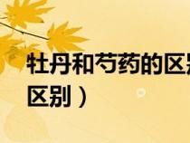 牡丹和芍藥的區(qū)別圖片 外觀（牡丹和芍藥的區(qū)別）