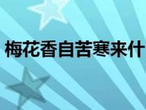 梅花香自苦寒來什么意思（梅花香自苦寒來）