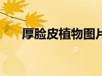 厚臉皮植物圖片及名稱（厚臉皮植物）