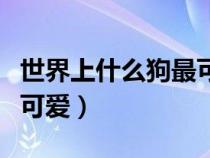 世界上什么狗最可愛呀圖片（世界上什么狗最可愛）