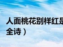 人面桃花別樣紅是哪一首詩（人面桃花別樣紅全詩）