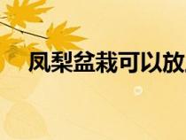 鳳梨盆栽可以放土里種植嗎（鳳梨盆栽）