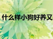 什么樣小狗好養(yǎng)又聰明（什么樣的小狗好養(yǎng)）