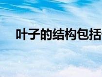 葉子的結(jié)構(gòu)包括什么(葉子的結(jié)構(gòu)圖解) 葉子的結(jié)構(gòu)包括什么(葉子的結(jié)構(gòu)圖解)
