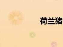 荷蘭豬呢（荷蘭豬吧）