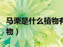 馬栗是什么植物有什么作用（馬栗樹是什么植物）