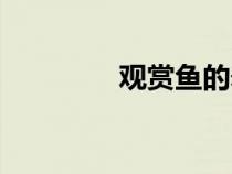 觀賞魚的壽命（魚的壽命）