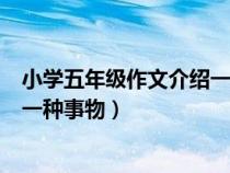 小學五年級作文介紹一種事物涮羊肉（小學五年級作文介紹一種事物）