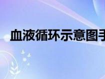 血液循環(huán)示意圖手繪圖（血液循環(huán)示意圖）