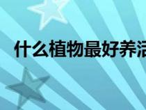 什么植物最好養(yǎng)活室內(nèi)（什么植物最好養(yǎng)）