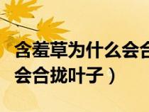 含羞草為什么會(huì)合攏葉子簡介（含羞草為什么會(huì)合攏葉子）
