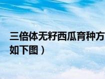 三倍體無(wú)籽西瓜育種方法（三倍體無(wú)籽西瓜培育原理及流程如下圖）